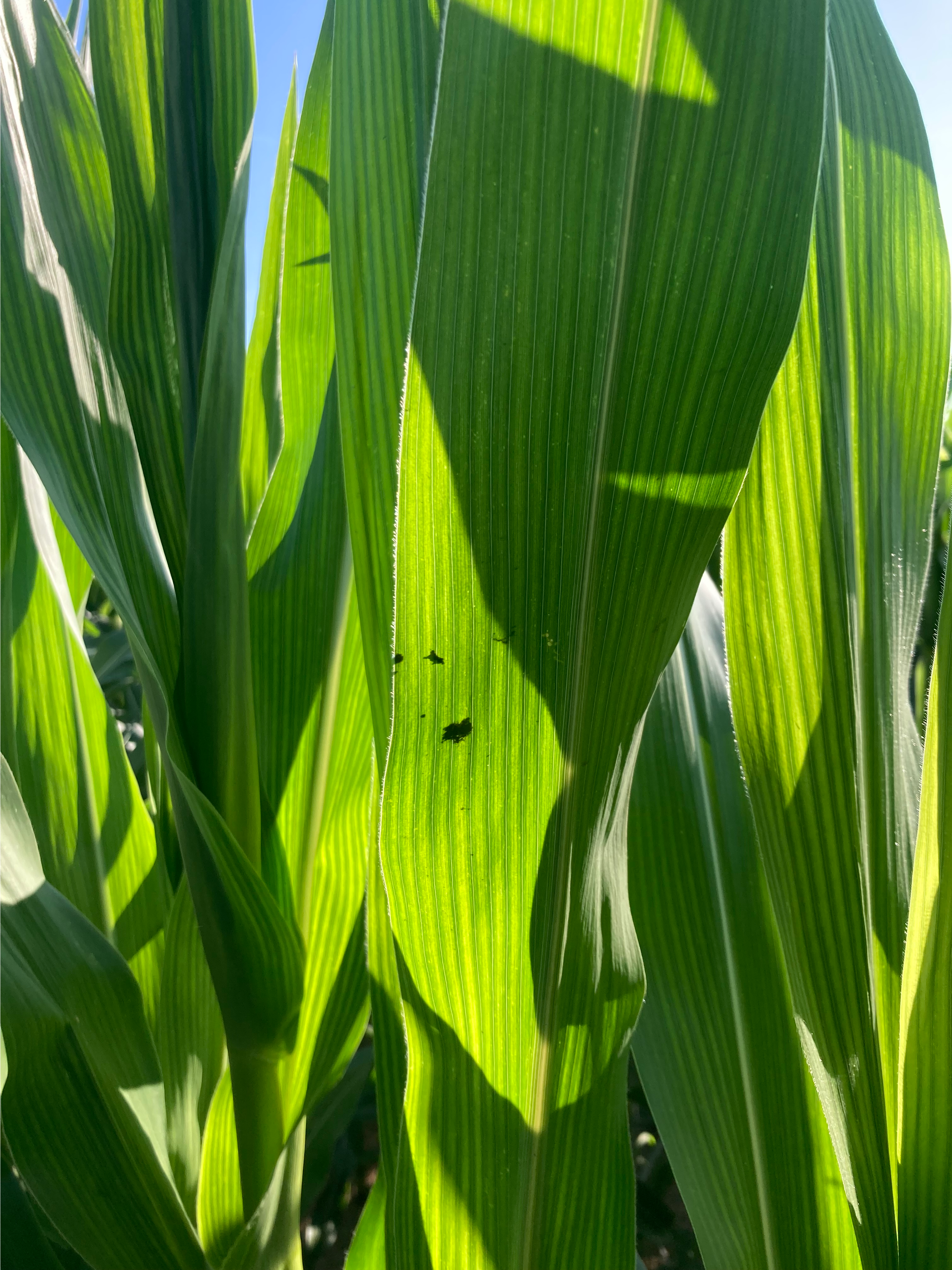 Shadows on a corn leaf.